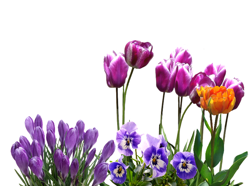 Осенние луковичные!